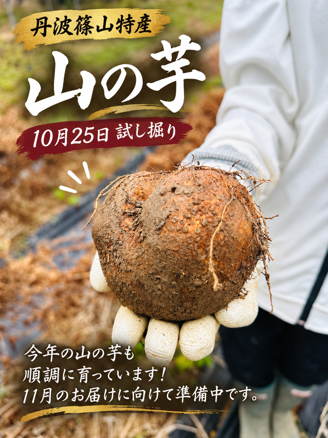 山の芋を試し堀りしました
