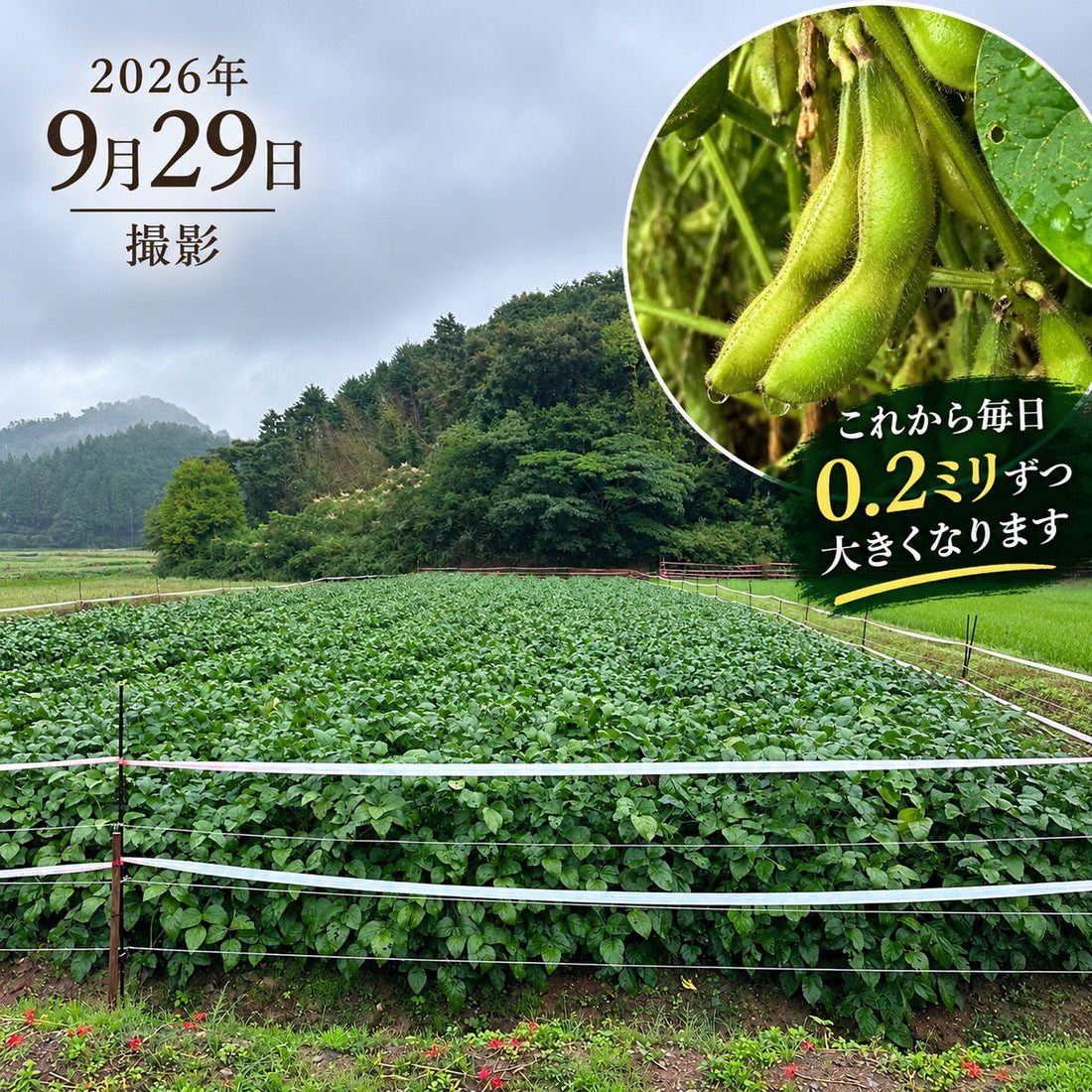 黒枝豆の実が着実に大きくなっています！