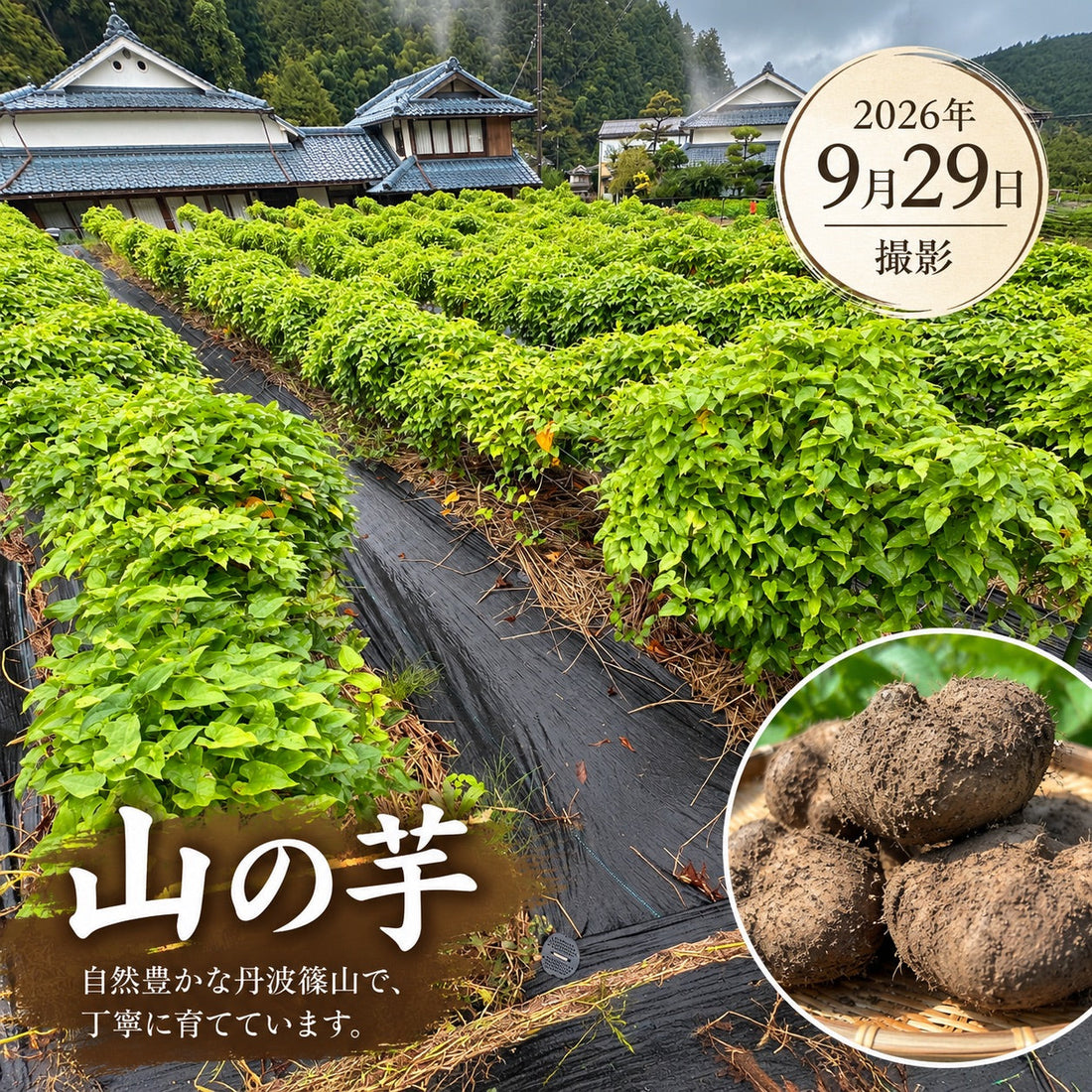山の芋の収穫は11月です！