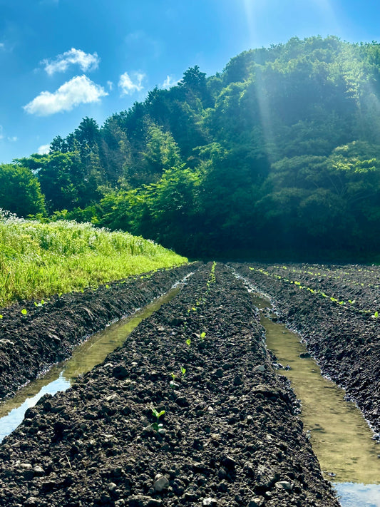 黒枝豆を定植いたしました