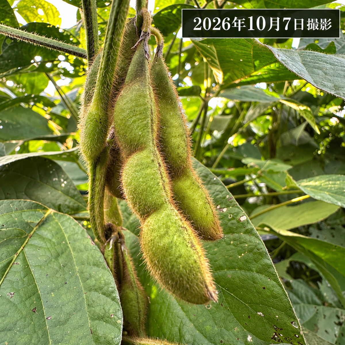 【数量限定】丹波篠山特産 黒枝豆｜枝付き・農園直送 リピーター割あり ご贈答用にも【1kg／2kg・送料込】