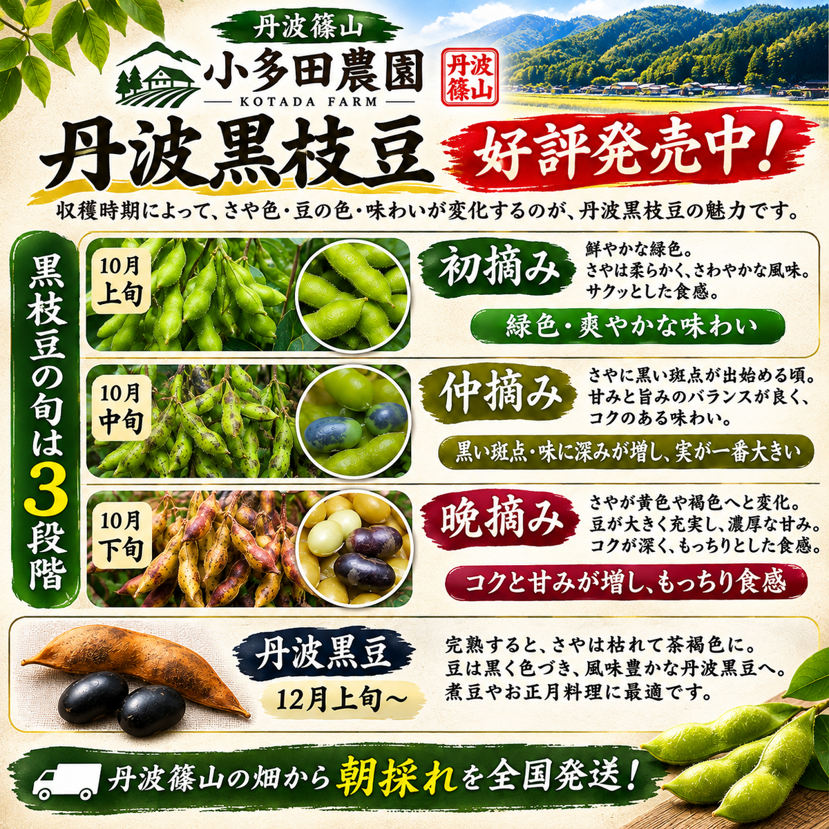 【丹波篠山産】小多田農園の黒枝豆     大粒・朝採れ・莢（さや）のみ700g ご家庭用特別価格 1,800円（税込・送料込み）リピーター割あり
