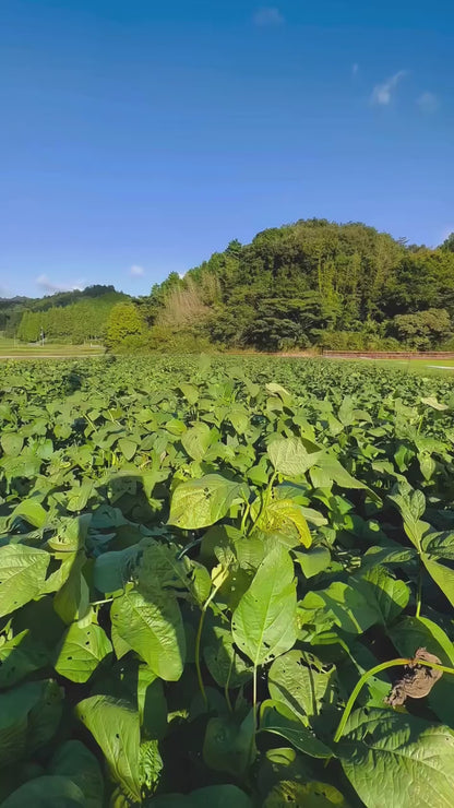 【数量限定】丹波篠山特産 黒枝豆｜枝付き・農園直送 リピーター割あり ご贈答用にも【1kg／2kg・送料込】
